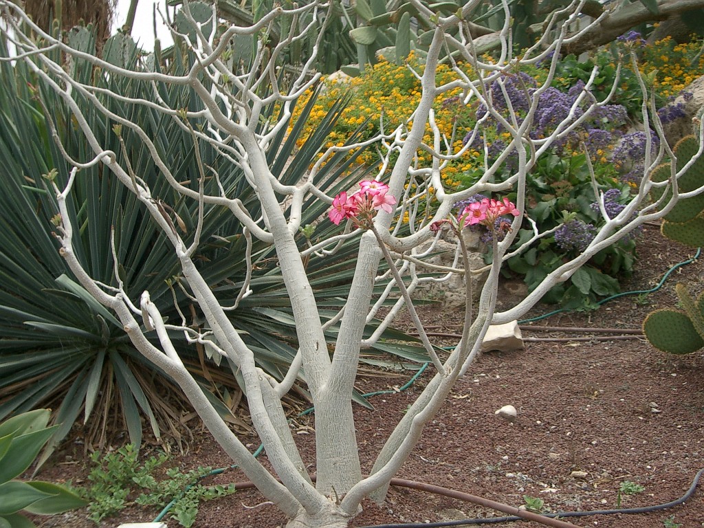 IMGP3006