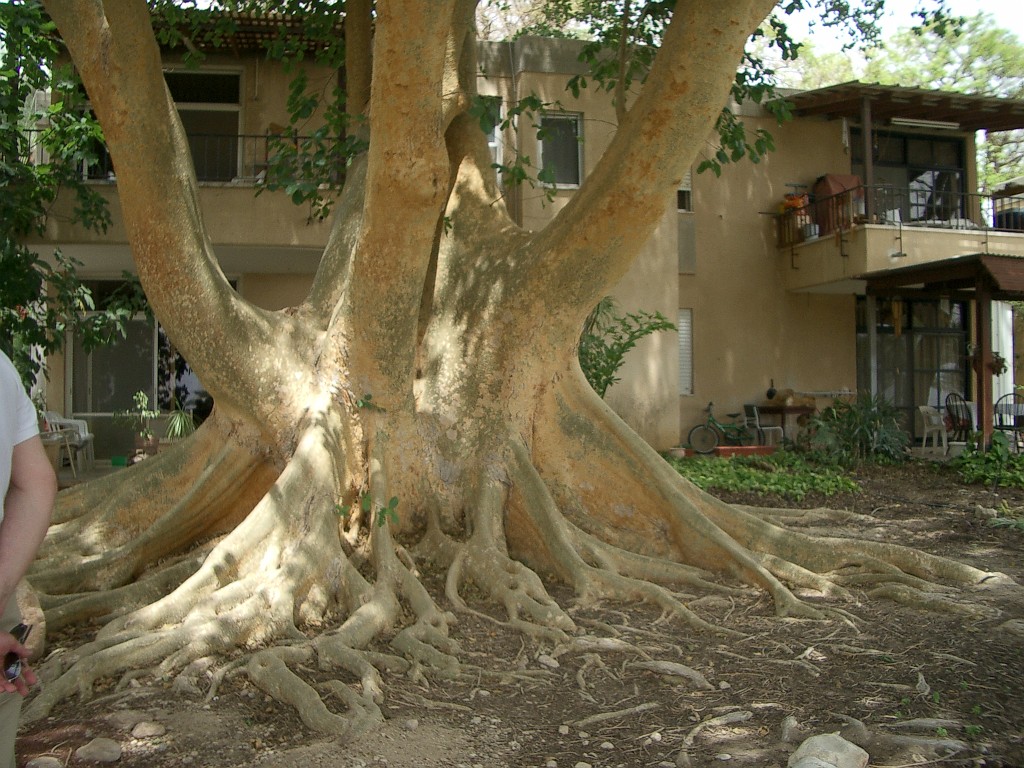 IMGP3016
