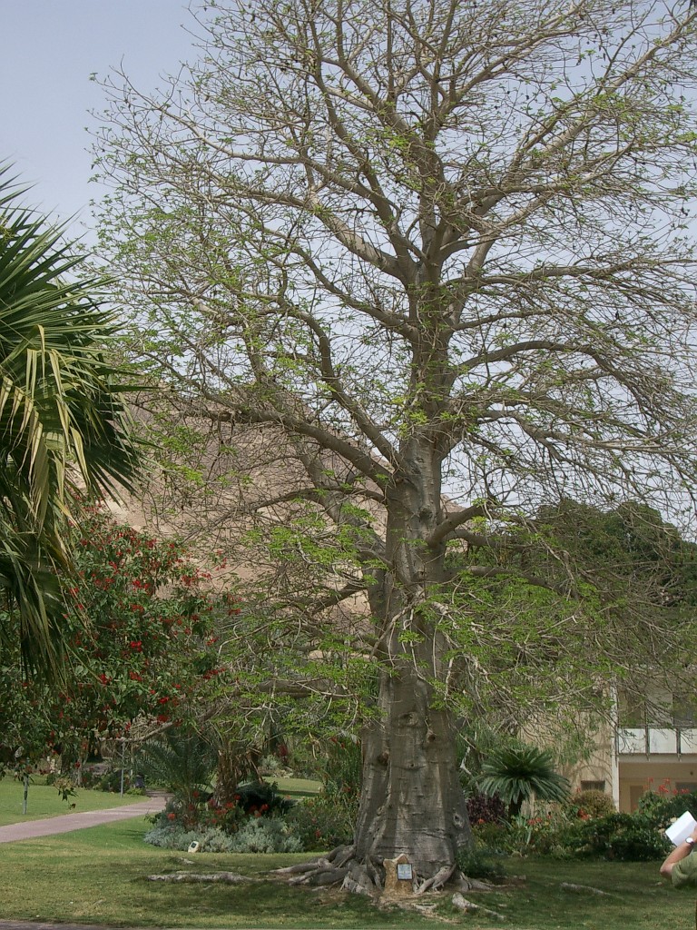 IMGP3021