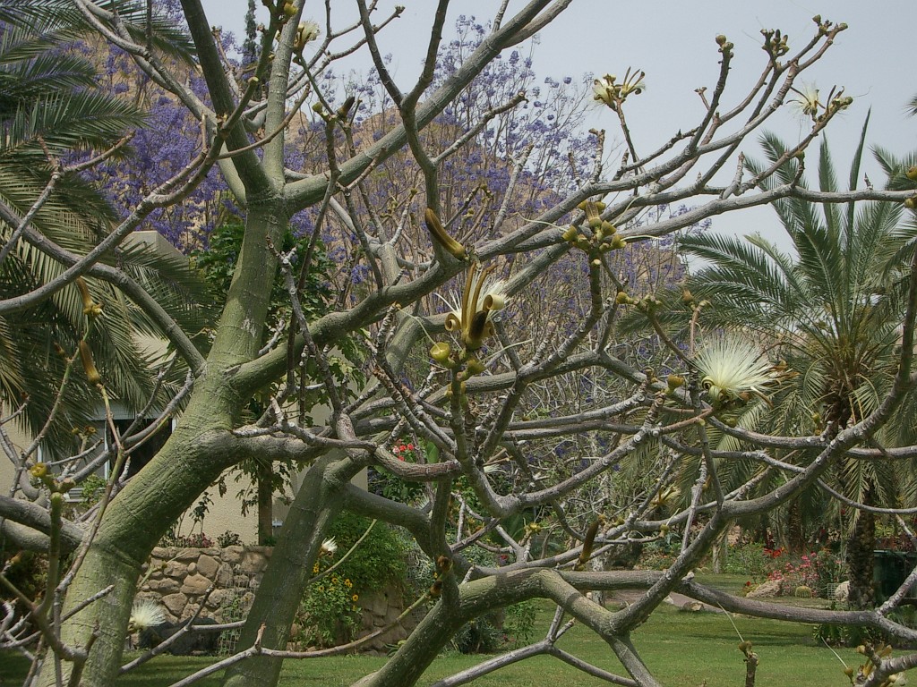 IMGP3023