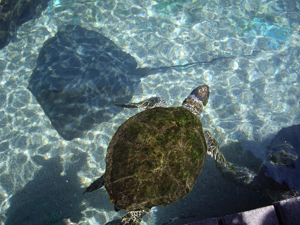 Israel2007-Eilat-5787