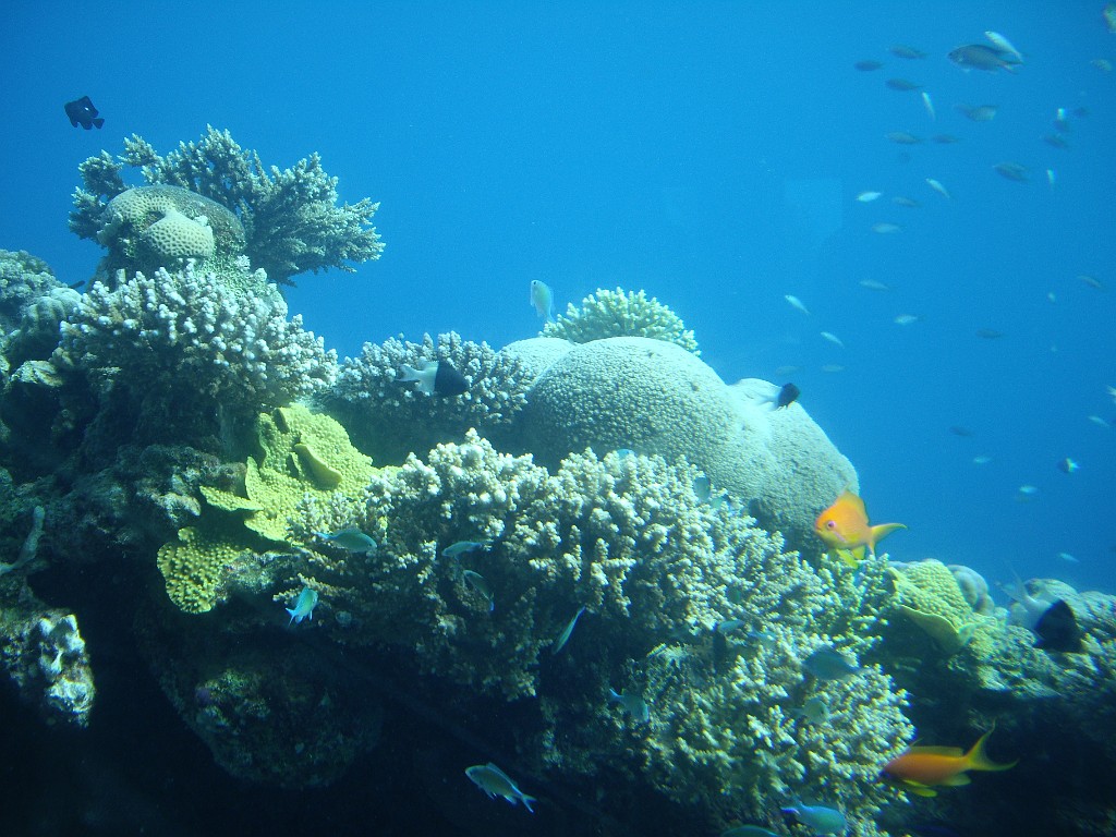 Israel2007-Eilat-5853