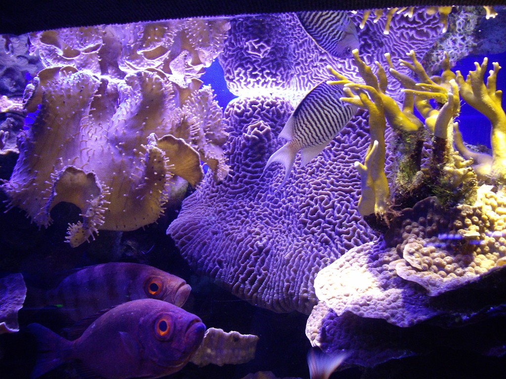 Israel2007-Eilat-5867