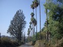 Israel2008-7427