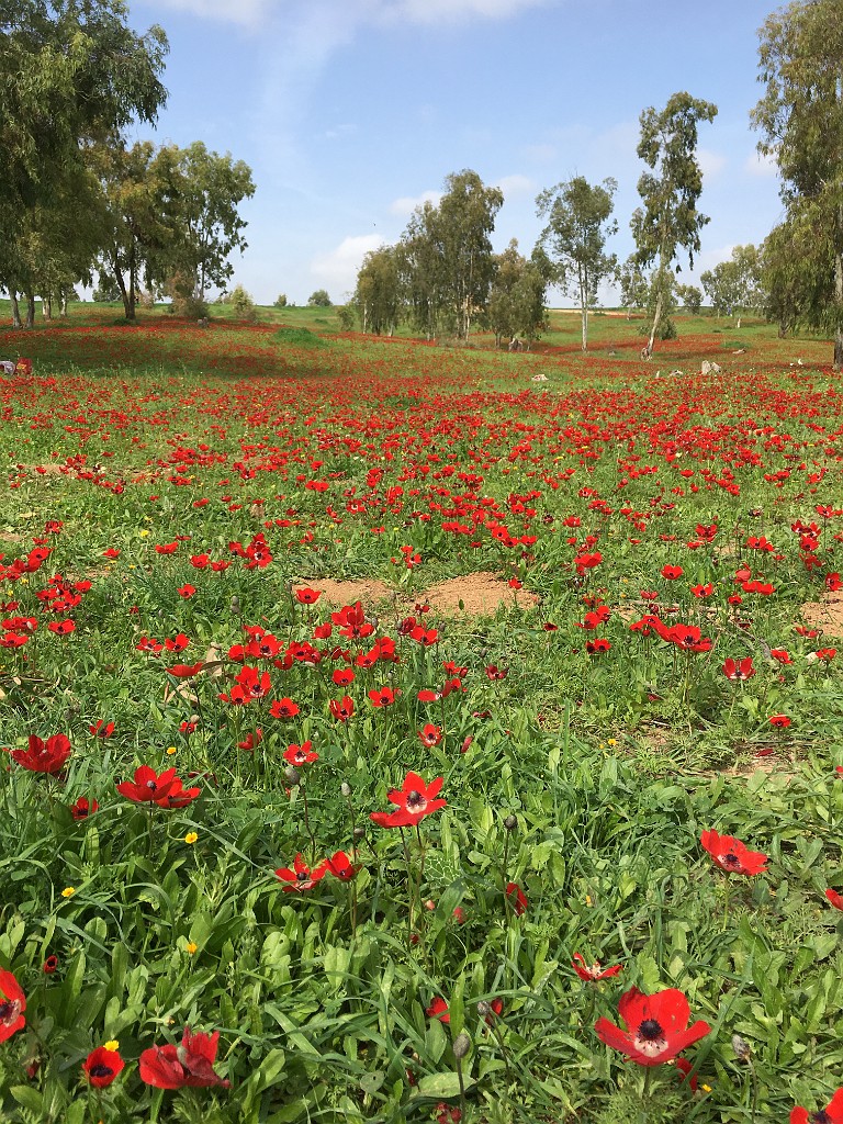 israel2018-IMG_5517