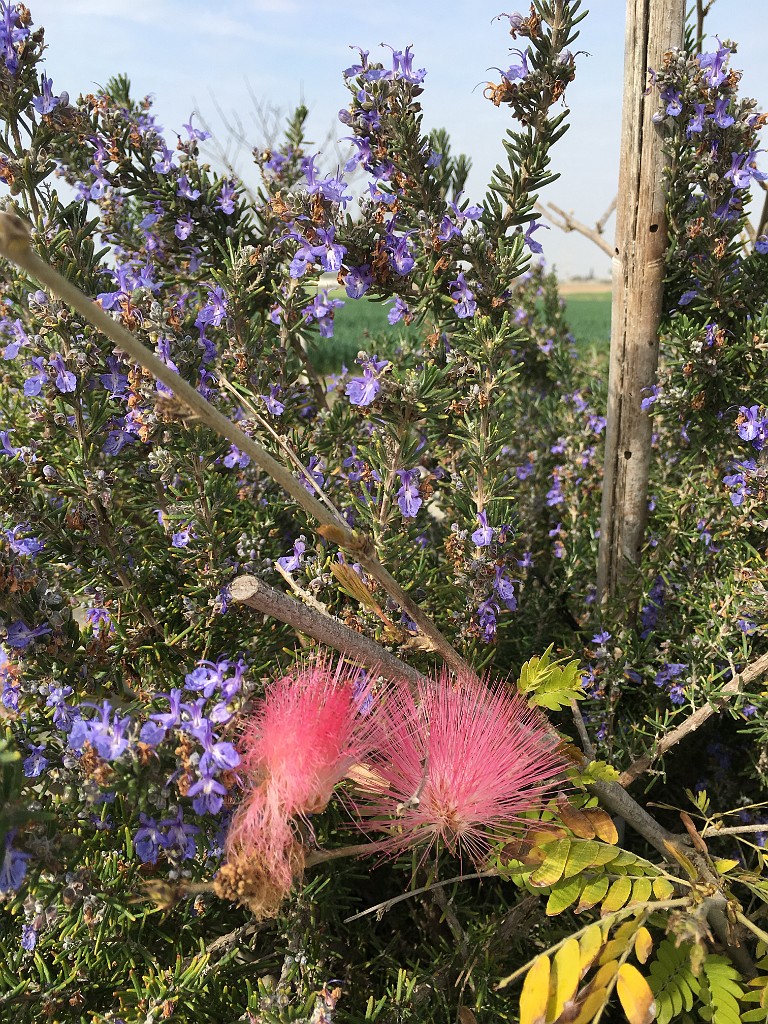 israel2018-IMG_5583