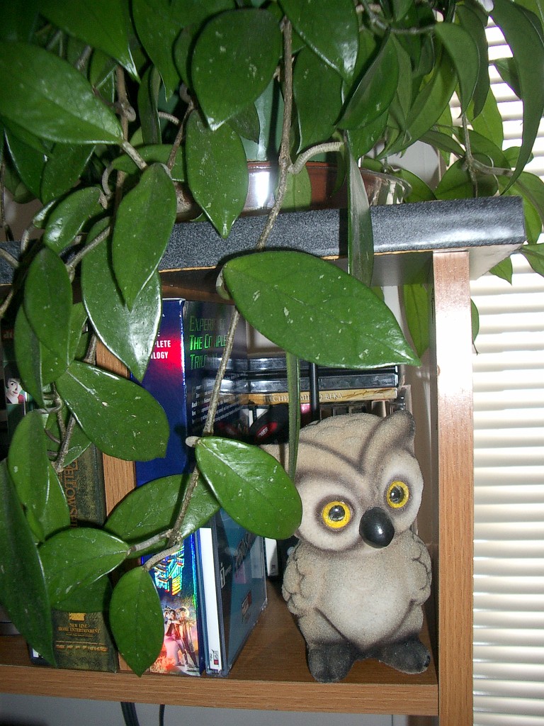 owls-teapots-1277