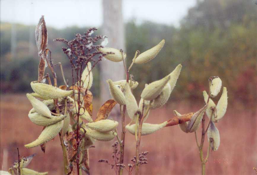 fall_grass